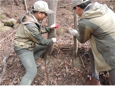 국립공원공단 지리산국립공원전남사무소 직원들이 야생동물을 불법 포획하는 엽구들을 수거하고 있다.