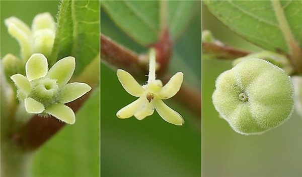 조도만두나무 암꽃(맨 왼쪽), 수꽃(가운데), 열매(맨 오른쪽). ⓒ국립공원공단 다도해해상국립공원서부사무소 제공