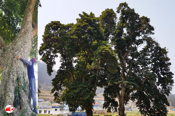 천연기념물 212호로 지정된 노거수 후박나무 ⓒ석산 진성영