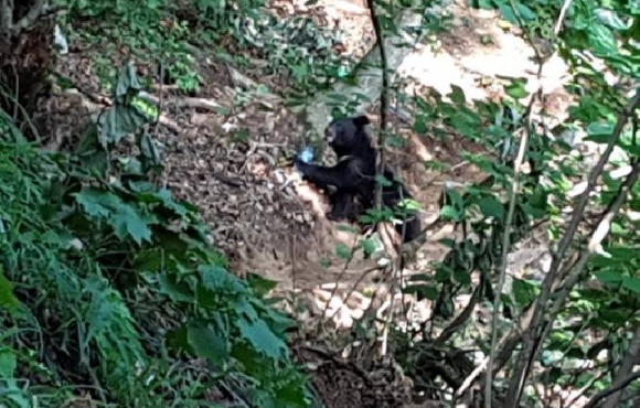 지난해 6월 김천 수도산에서 발견된 반달곰 KM-53. ⓒ생명의 숲 누리집 갈무리