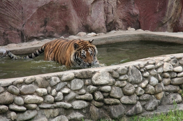 광주 우치동물원에서 벵갈호랑이가 목욕을 하고 있다. ⓒ광주시청 제공