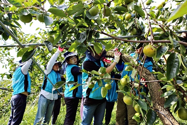 한국농어촌공사 직원들이 전남 영암군 도포면 감재배농가에서 쓰러진 감나무를 세우고 있다. ⓒ한국농어촌공사 제공