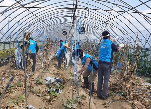 한국농어촌공사 직원들이 25일 태풍피해를 입은 멜론 비닐하우스를 정리하며 피해복구에 일손을 보태고 있다. ⓒ한국농어촌공사 제공