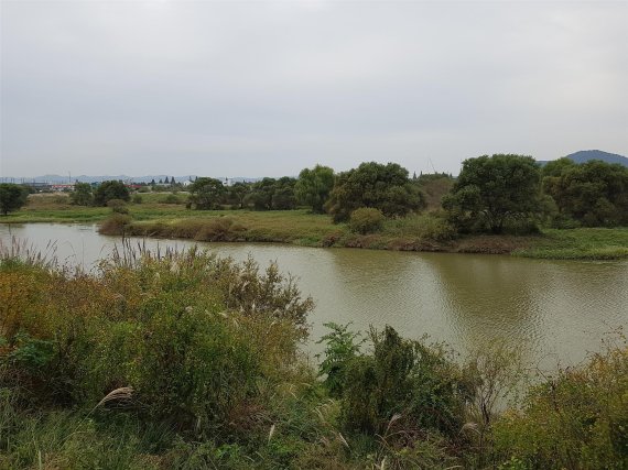 최근 국가습지보호구역으로 지정된 황룡강 장록습지.