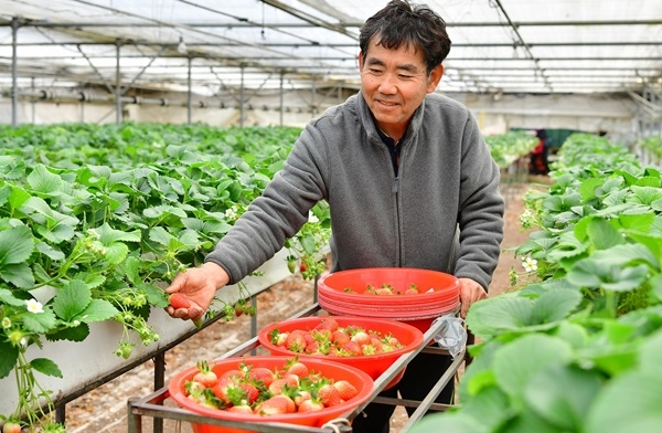 전남 장성군 남면의 한 농민이 26일 딸기를 수확하고 있다. ⓒ전남 장성군청 제공