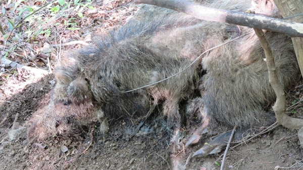 지난 4월 27일 백운산 일대에서 올무에 죽은 멧돼지. ⓒ사단법인 반달곰친구들 제공
