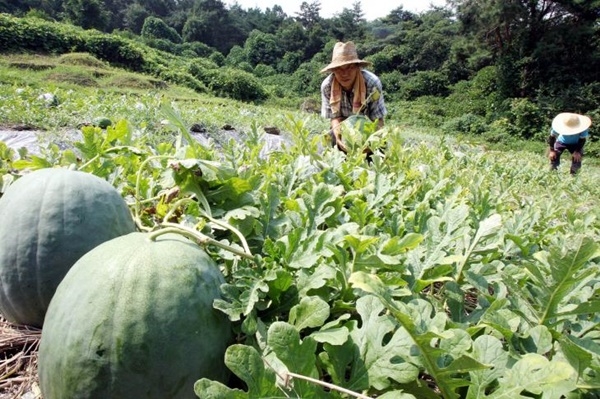 광주광역시 북구 금곡동 주민들이 무등산 수박을 수확하고 있다. ⓒ광주 북구청 제공