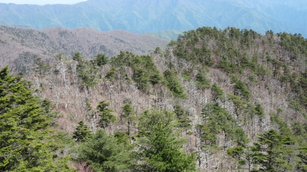 죽은 구상나무들, 지리산 반야봉 아래 (2021년 5월 3일). ⓒ지리산사람들 제공