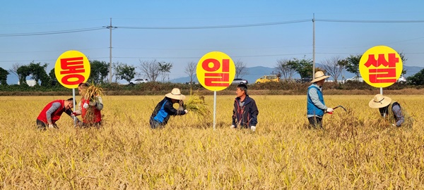 지난 10월 22일 광주광역시 서구 용두동 서창 들녘에서 농민회, 통일단체 등이 주최한 '2022통일쌀 경작지 추수' 모습. ⓒ예제하