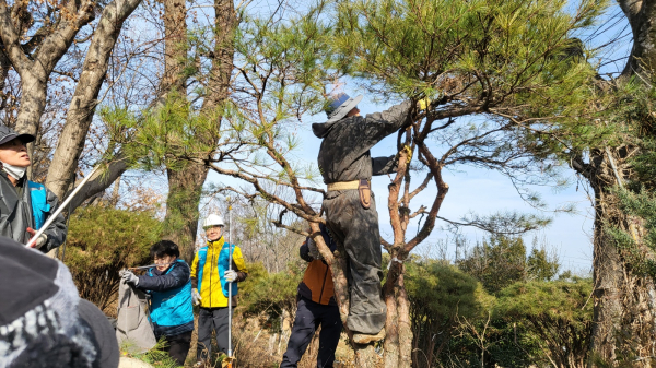 나무의사들이 소나무 농장에 심어진 반송에 대한 전정작업을 직접 해보고 있다. ⓒ 김중태 기자