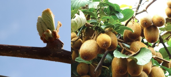 요즘 키위나무에 새순이 돋고있고(사진 좌측)&nbsp; 지난해 10월쯤 수확을 앞둔 키위 열매들이다.ⓒ