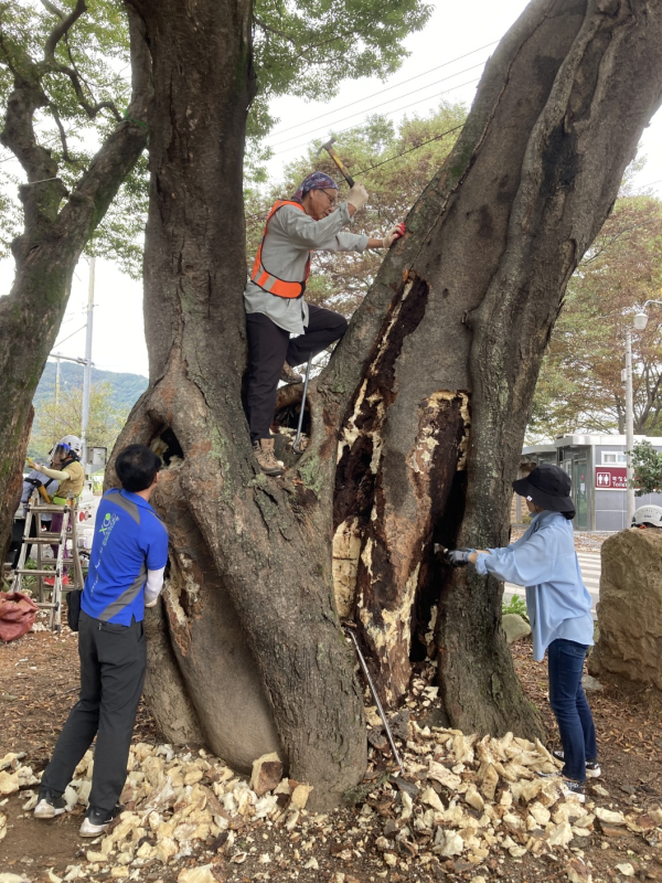 광주나무병원 직원들이 공동충전물과 부후부 제거 작업을 하고 있다.ⓒ 광주나무병원제공