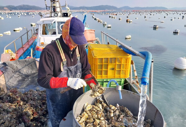 김진호씨가 굴 양식장에서 굴 선별 작업을 하고 있다. ⓒ전라남도 제공